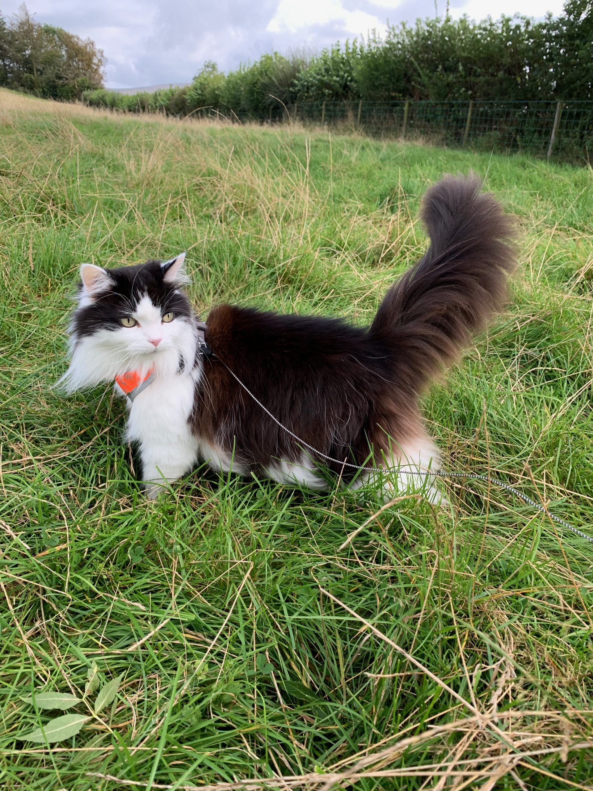 A black and White Cat is standing on grass, wearing an orange harness and looking back towards the camera