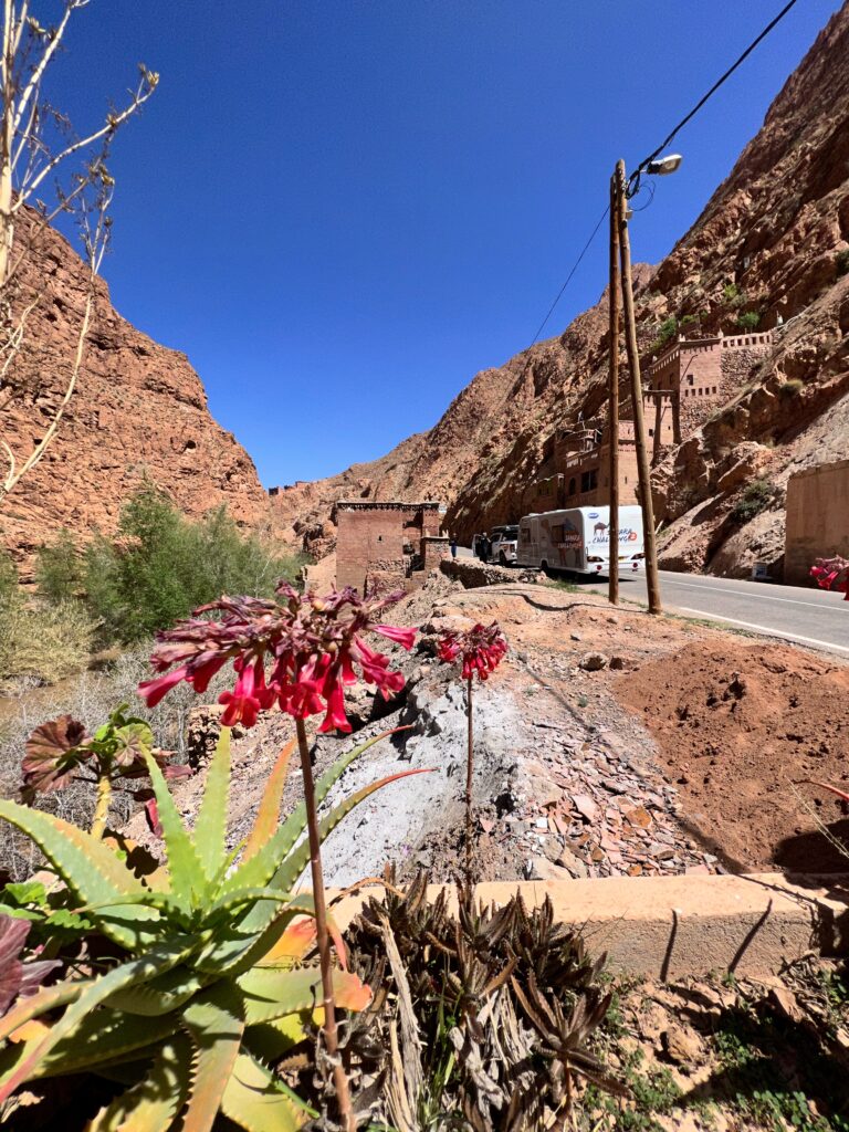 The view from the bottom of the road up to the Dades gorge. It is taken from the side, next to a building and there are flowers in focus 
