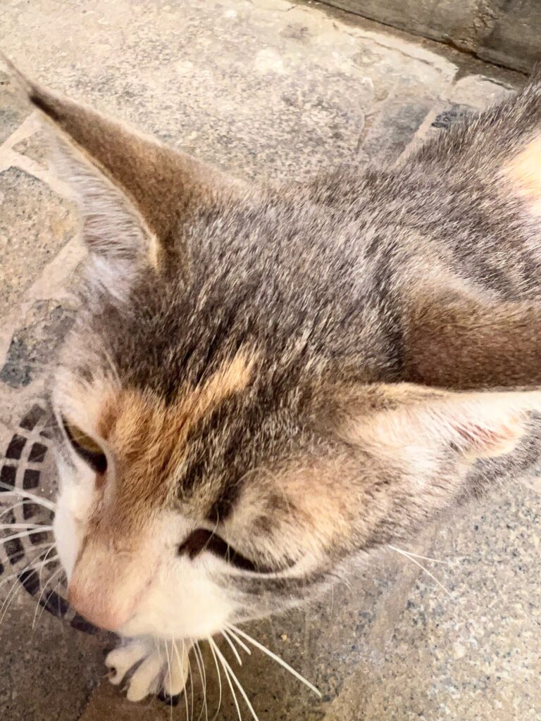 A close up picture of a local cat in Fez. The cat is small, with grey tabby colourings