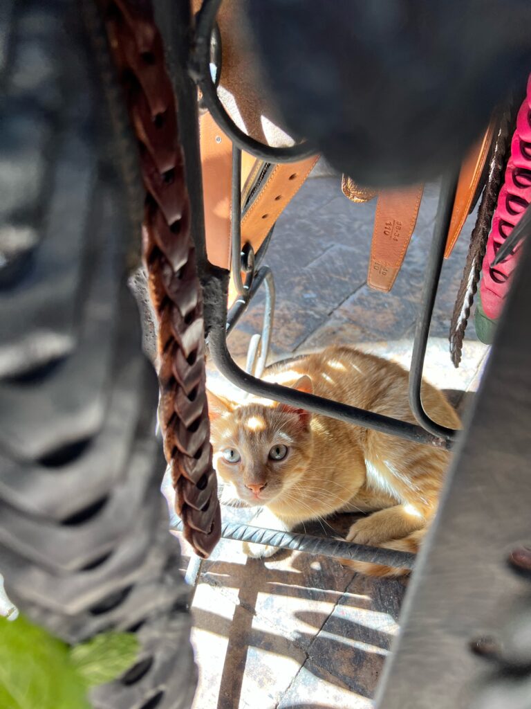 a ginger cat is hiding inside a belt rack in a leather shop in Fez